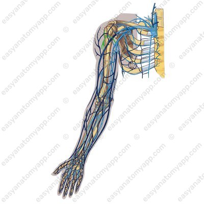 Вена, сопровождающая заднюю артерию, огибающую плечевую кость (v.comitans arteriae circumflexae humeri posterioris)